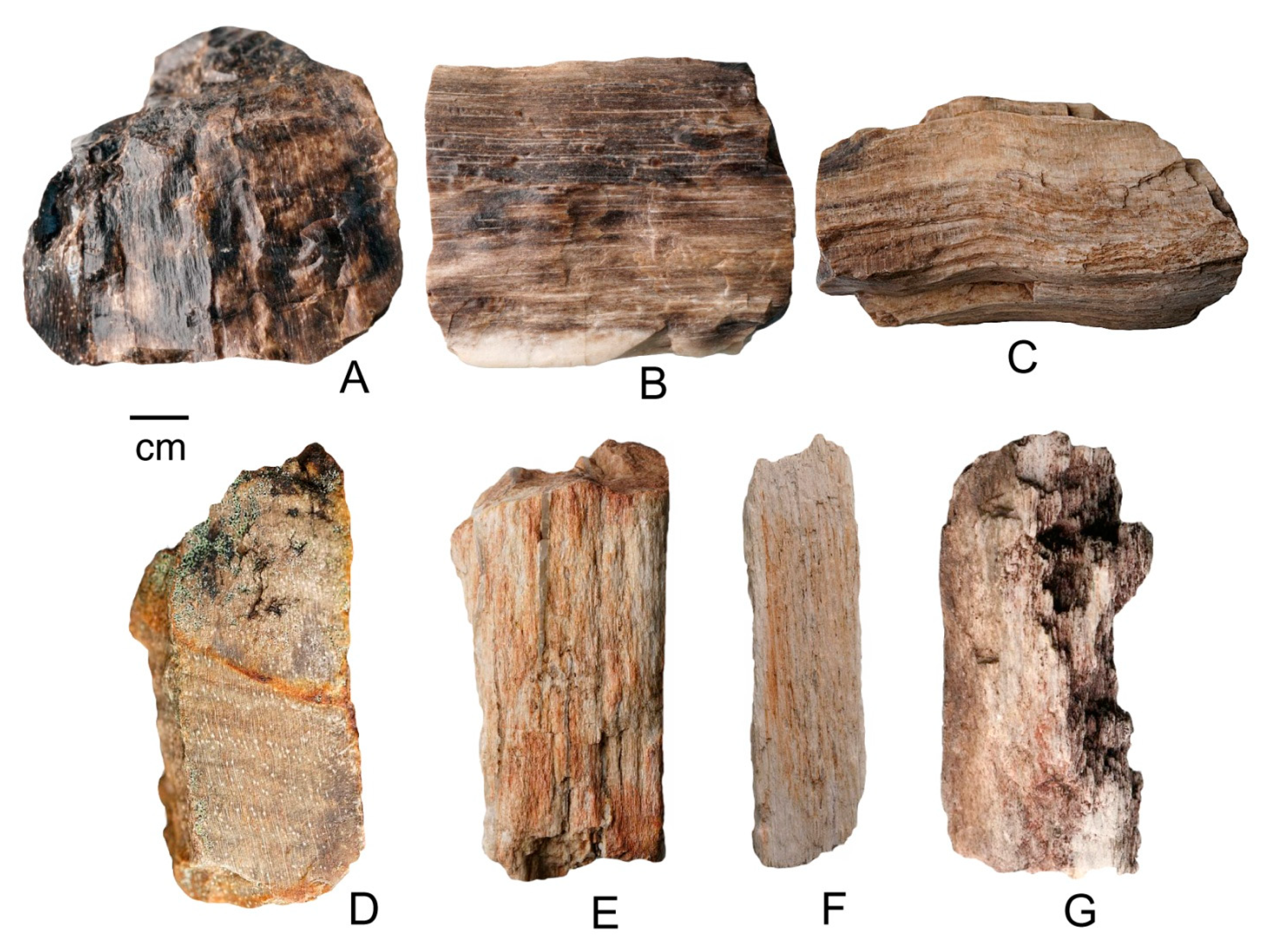 Geosciences | Free Full-Text | New Discovery of Neogene Fossil Forests in  Guatemala | HTML
