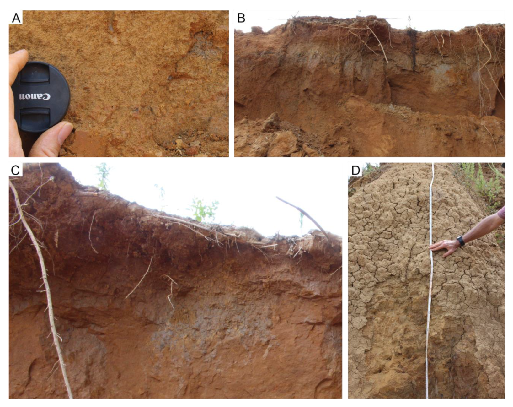 Geosciences | Free Full-Text | Detrital Zircon Provenance and Lithofacies  Associations of Montmorillonitic Sands in the Maastrichtian Ripley  Formation: Implications for Mississippi Embayment Paleodrainage Patterns  and Paleogeography | HTML