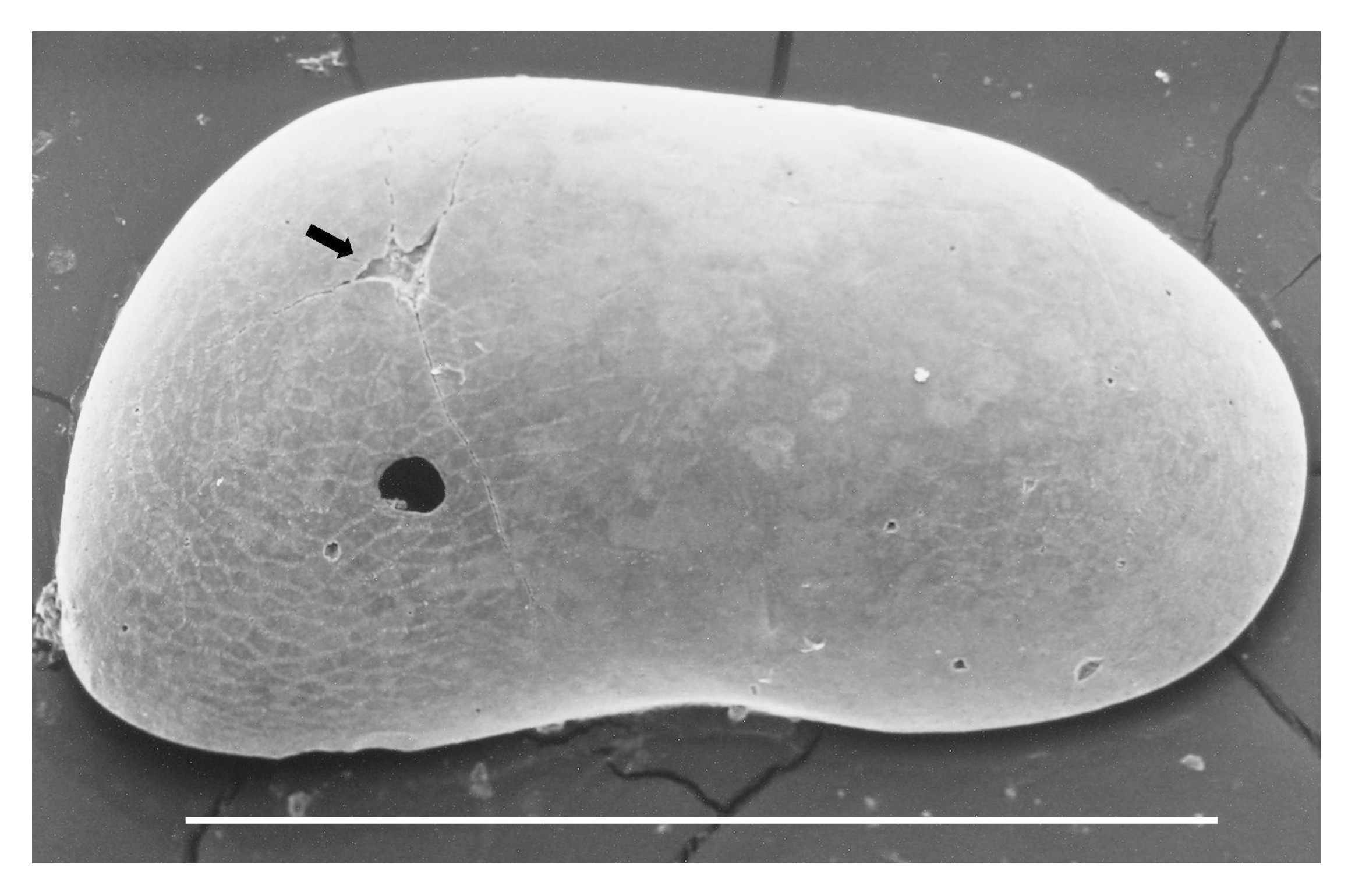 Geosciences 10 00416 g007