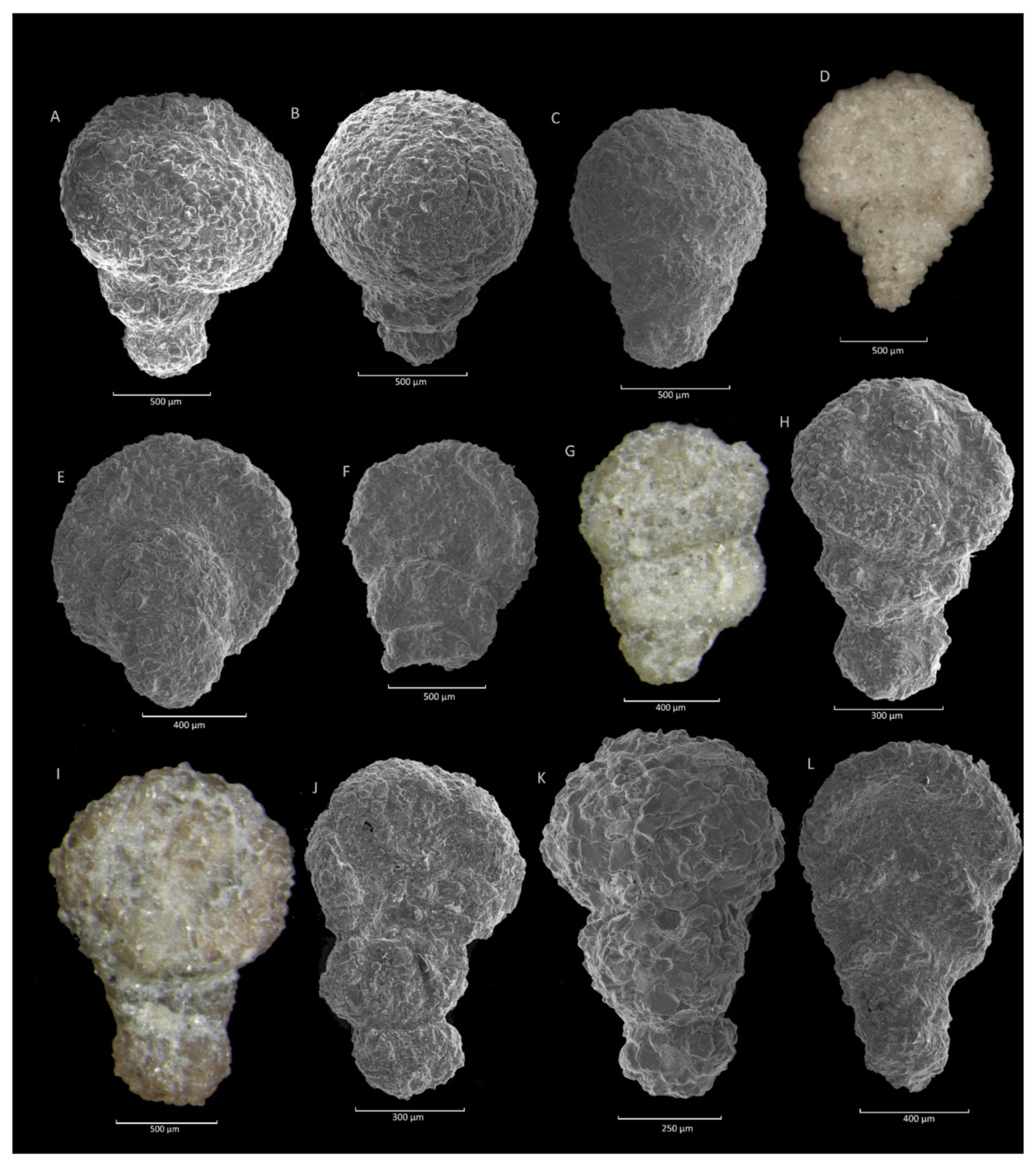Geosciences | Free Full-Text | Agglutinated Foraminiferal Acmes and Their  Role in the Biostratigraphy of the Campanian–Eocene Outer Carpathians