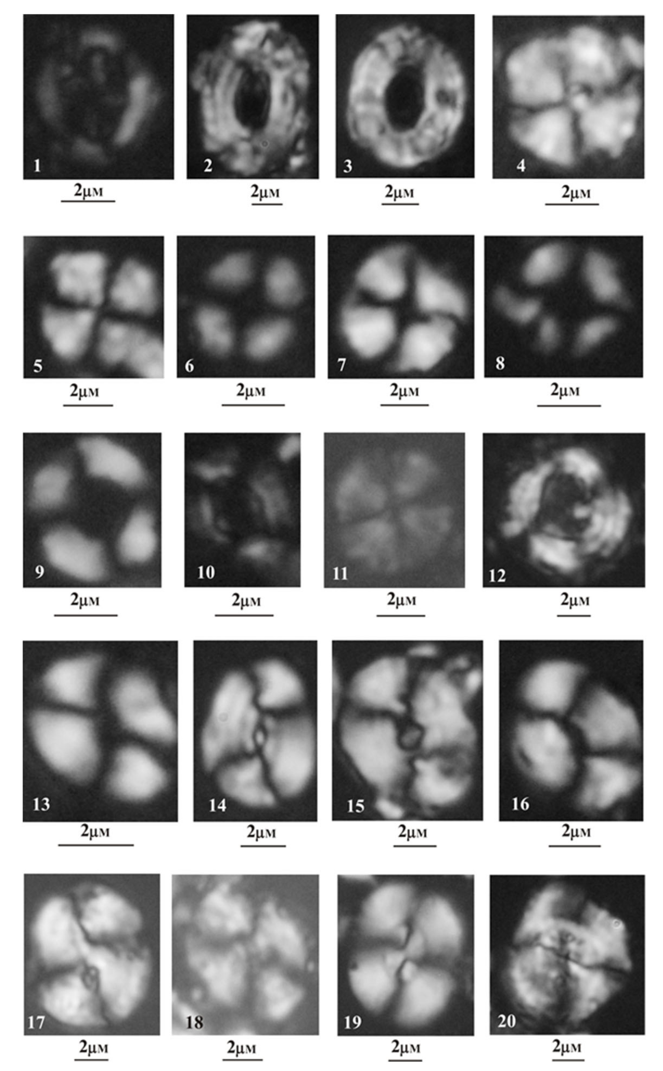 Geosciences 12 00094 g004