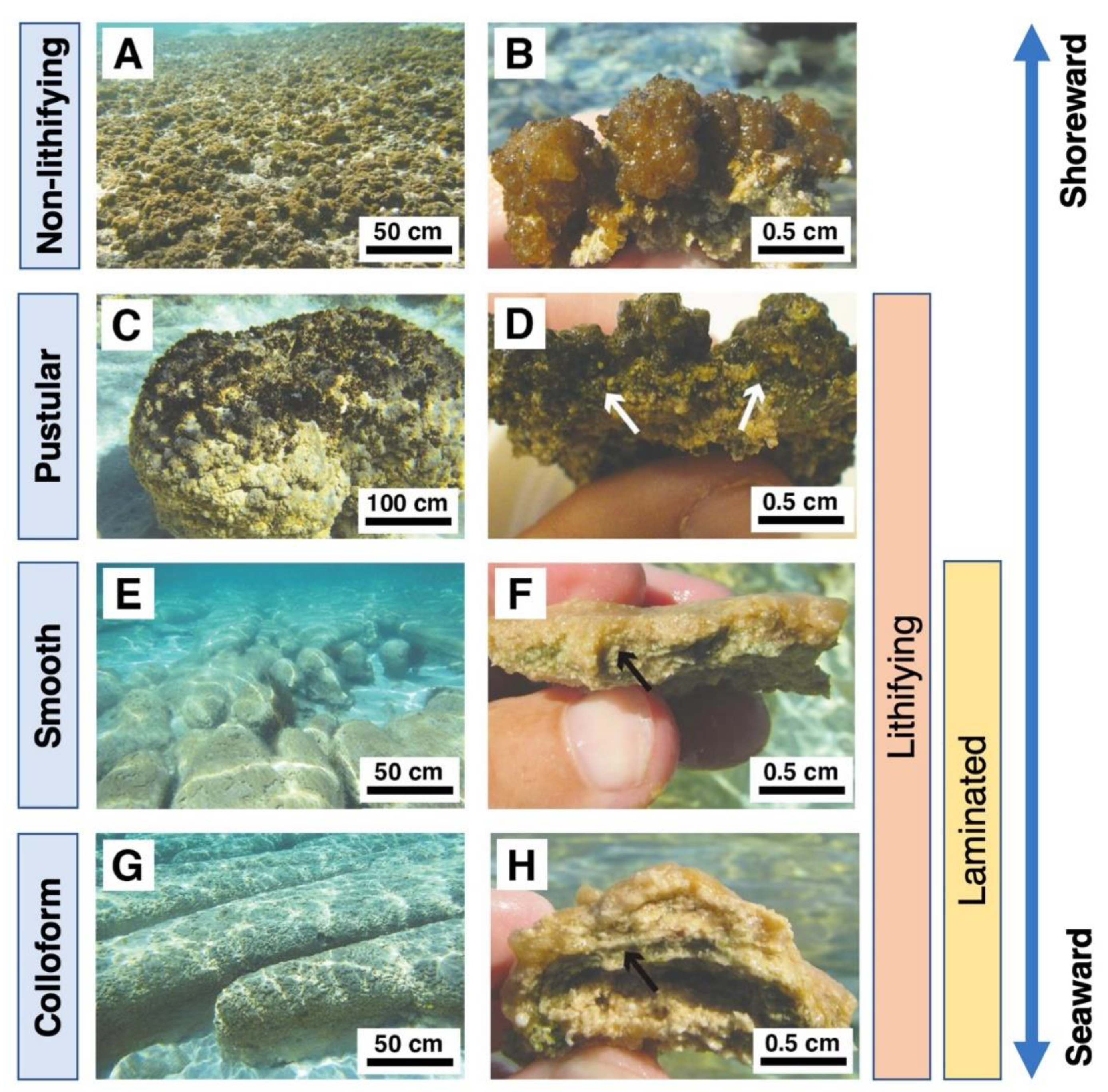 Geosciences 12 00185 g005 Geosciences 12 00185 g005