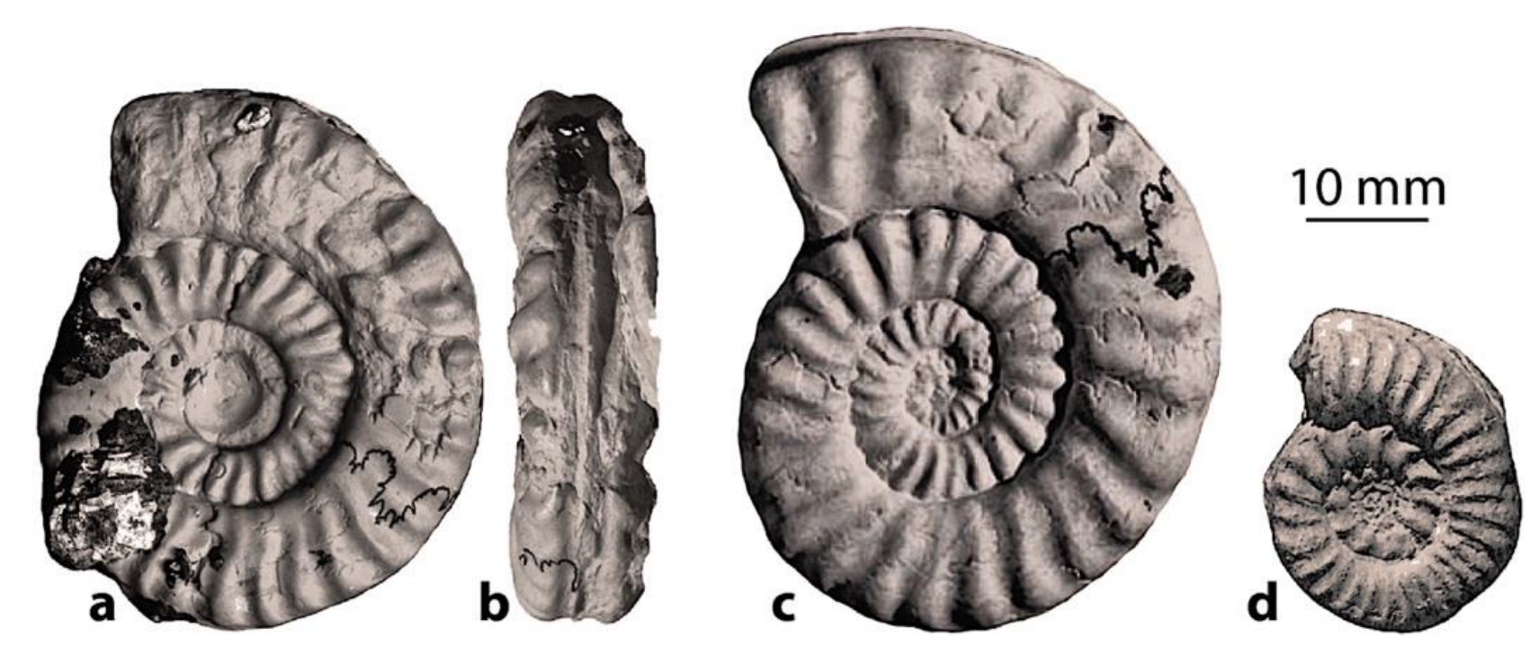 Geosciences 12 00411 g005 Geosciences 12 00411 g005
