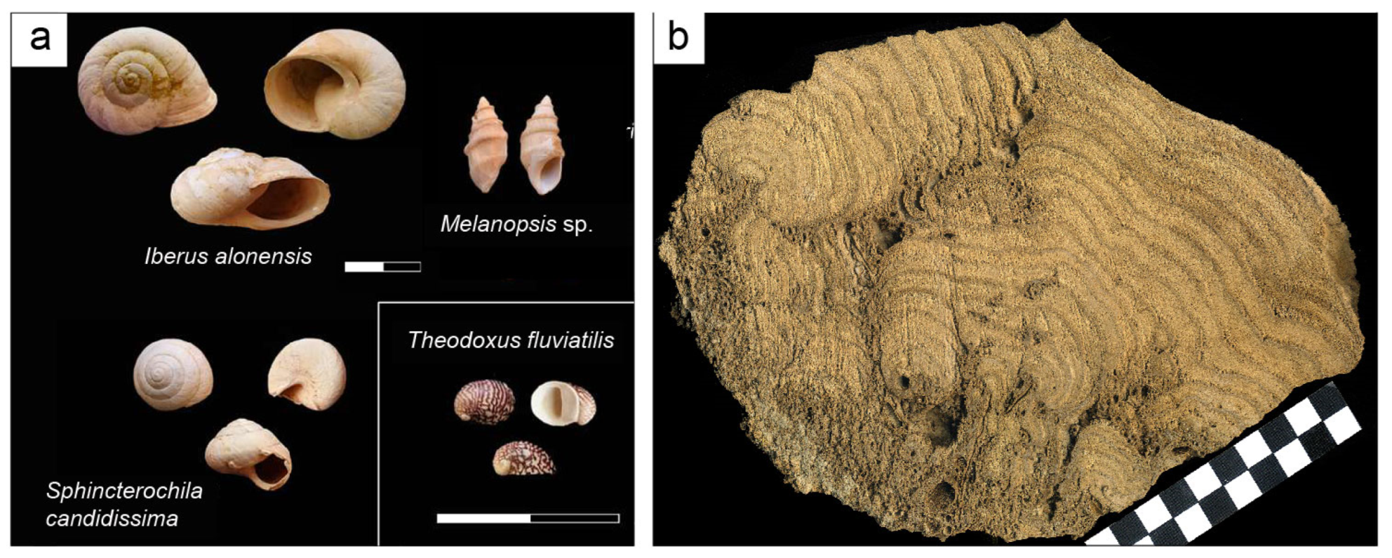 Geosciences 13 00385 g008 Geosciences 13 00385 g008