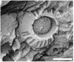 Geosciences 14 00252 i001