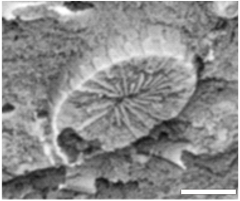 Geosciences 14 00252 i002