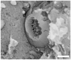 Geosciences 14 00252 i004