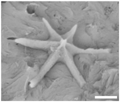 Geosciences 14 00252 i007