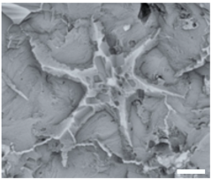 Geosciences 14 00252 i010