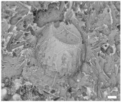 Geosciences 14 00252 i014