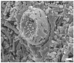 Geosciences 14 00252 i015