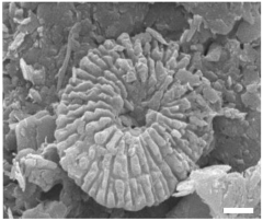 Geosciences 14 00252 i016