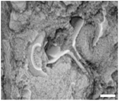 Geosciences 14 00252 i018