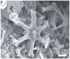 Geosciences 14 00252 i021