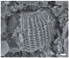 Geosciences 14 00252 i026