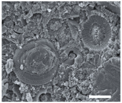 Geosciences 14 00252 i034