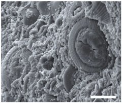 Geosciences 14 00252 i035