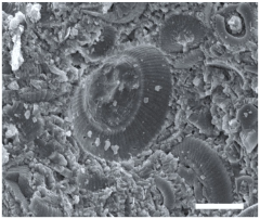 Geosciences 14 00252 i036