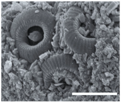 Geosciences 14 00252 i037