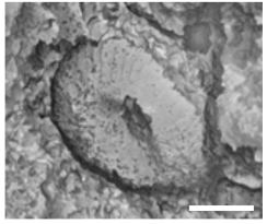 Geosciences 14 00252 i039