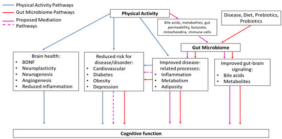Table 3 from The effects of senior brain health exercise program on basic  physical fitness, cognitive function and BDNF of elderly women - a  feasibility study