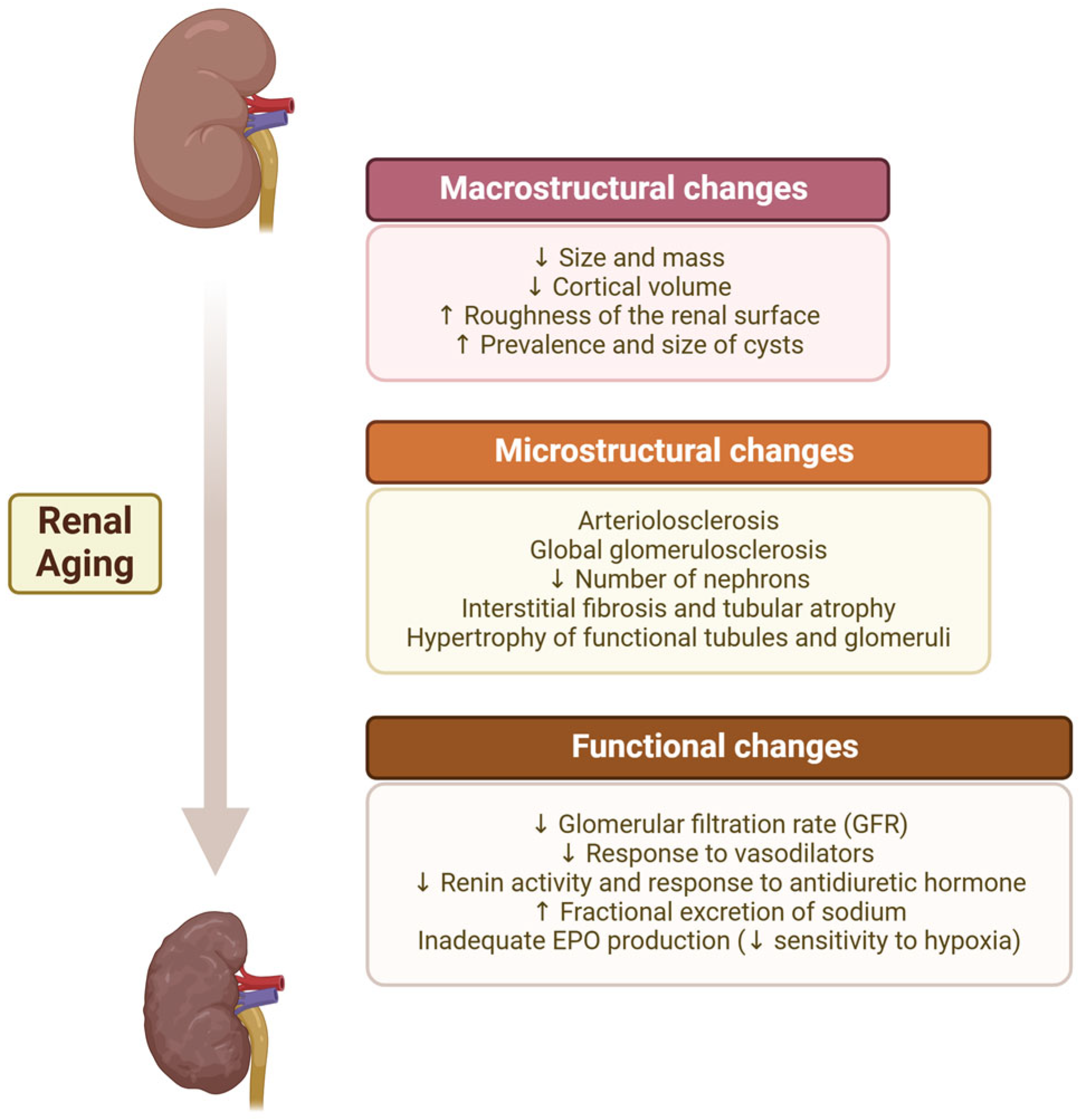 Geriatrics 10 00043 g001