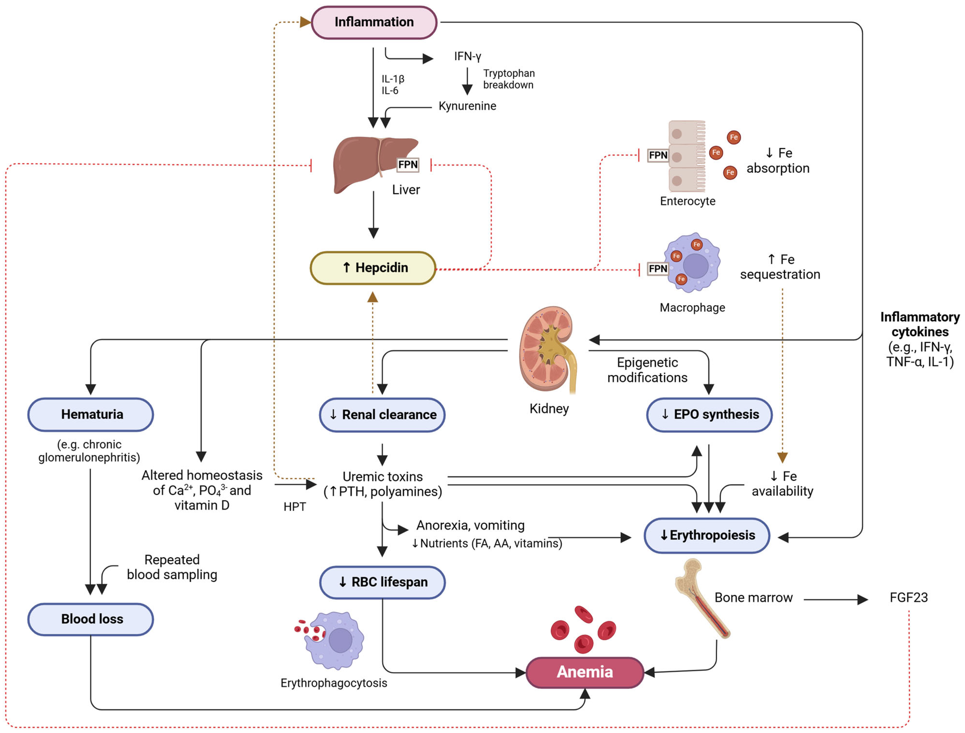 Geriatrics 10 00043 g002