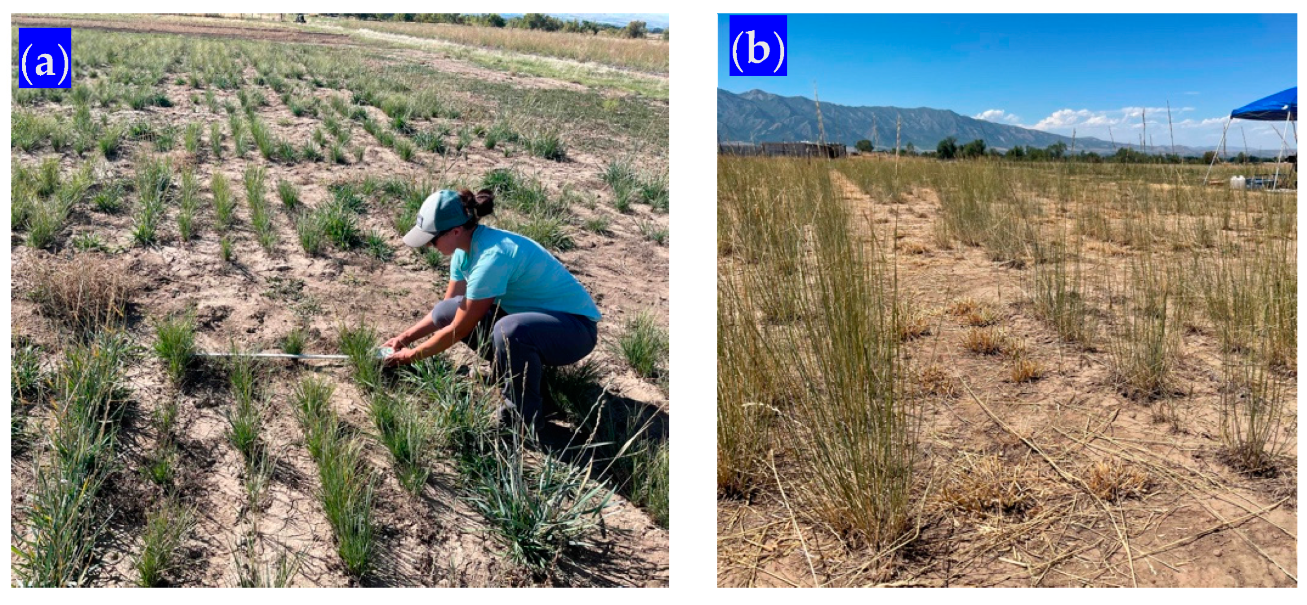 Grasses 03 00007 g005