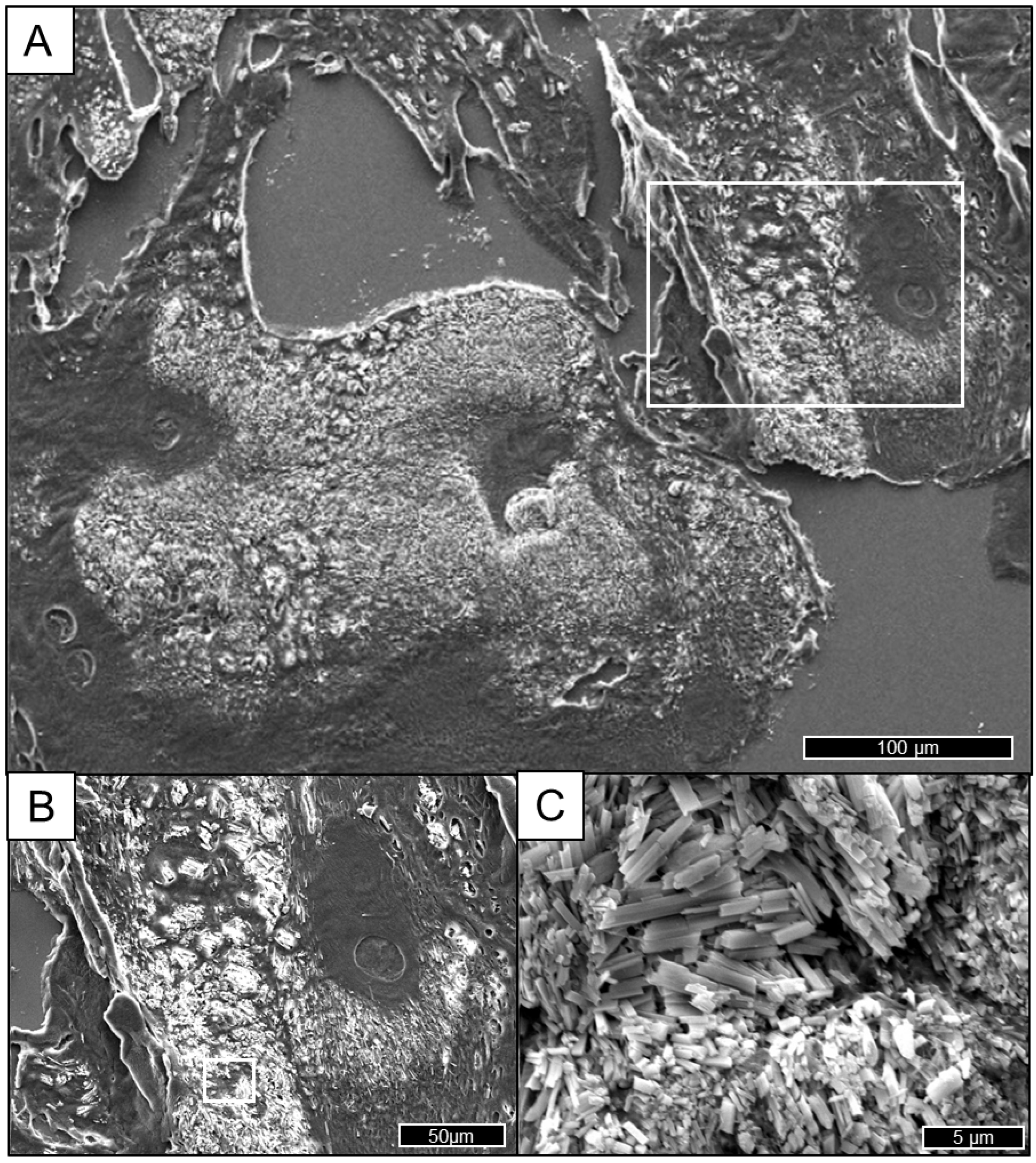 Gucdd 01 00007 g008 Gucdd 01 00007 g008