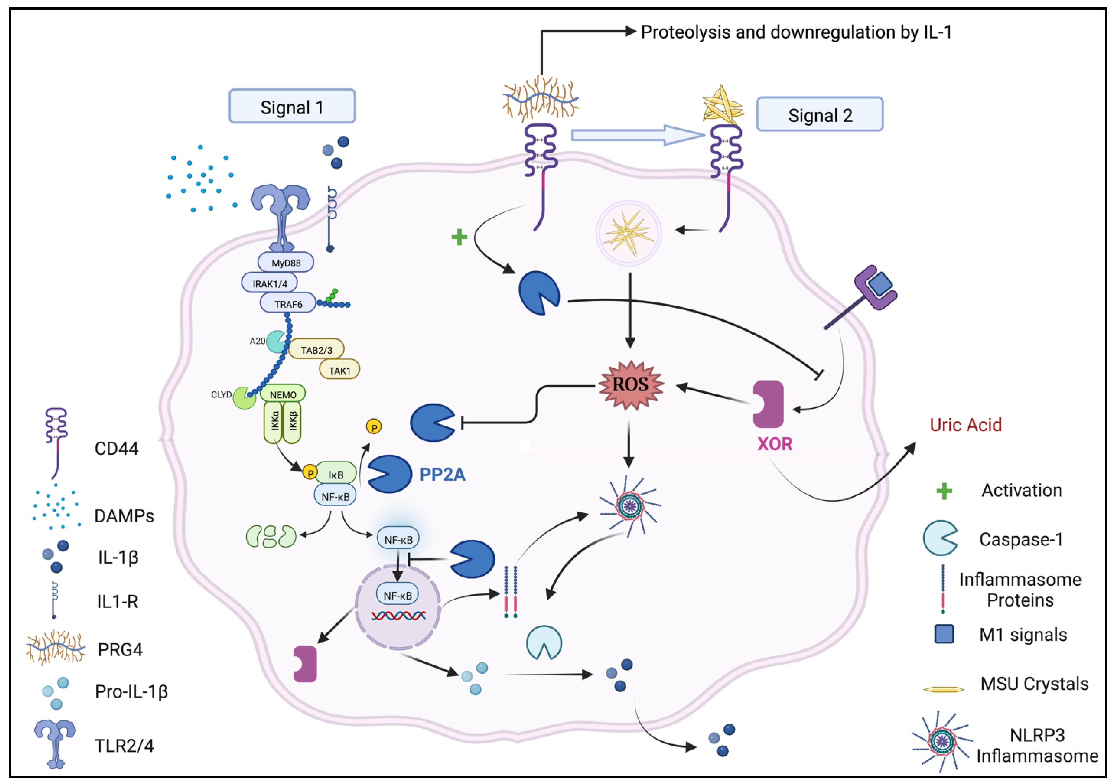 GUCDD | Free Full-Text | Proteoglycan 4 (PRG4)/Lubricin and the ...