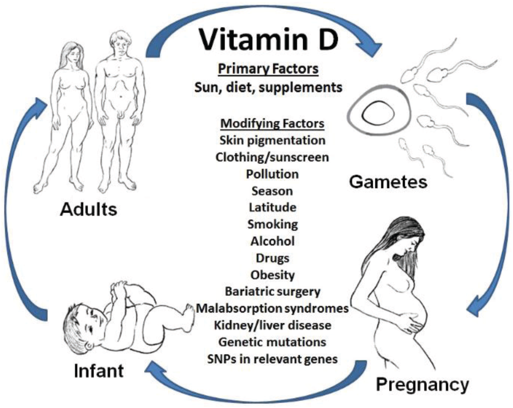 Healthcare | Free Full-Text | Vitamin D and Reproduction: From Gametes to  Childhood
