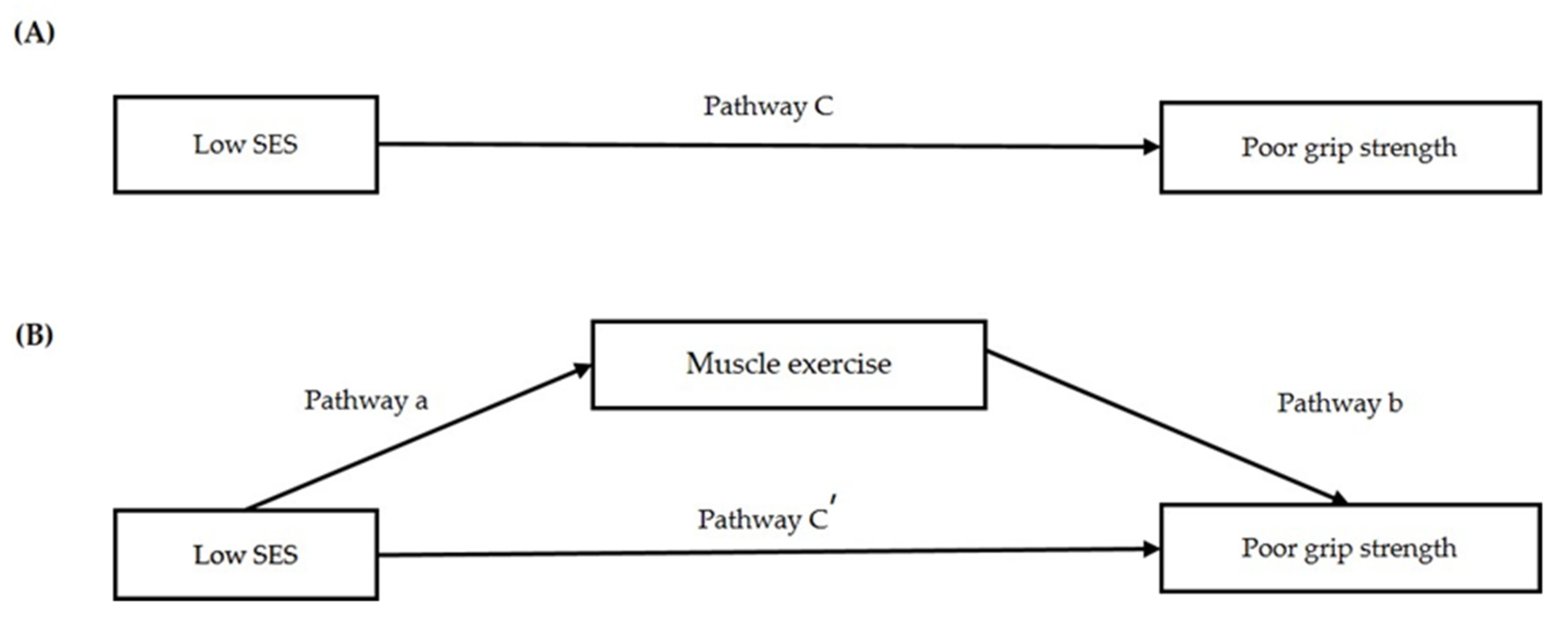 Muscle Exercise Mitigates the Negative Influence of Low Socioeconomic ...