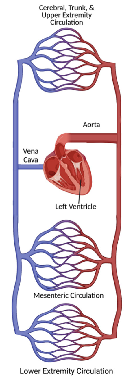 LOWER EXTREMITY CIRCULATION