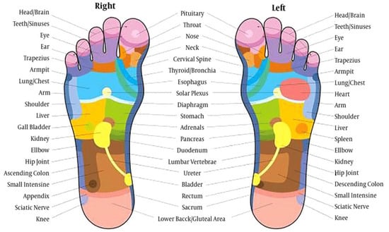 Healthcare | Free Full-Text | Foot Reflexology: Recent Research Trends and  Prospects