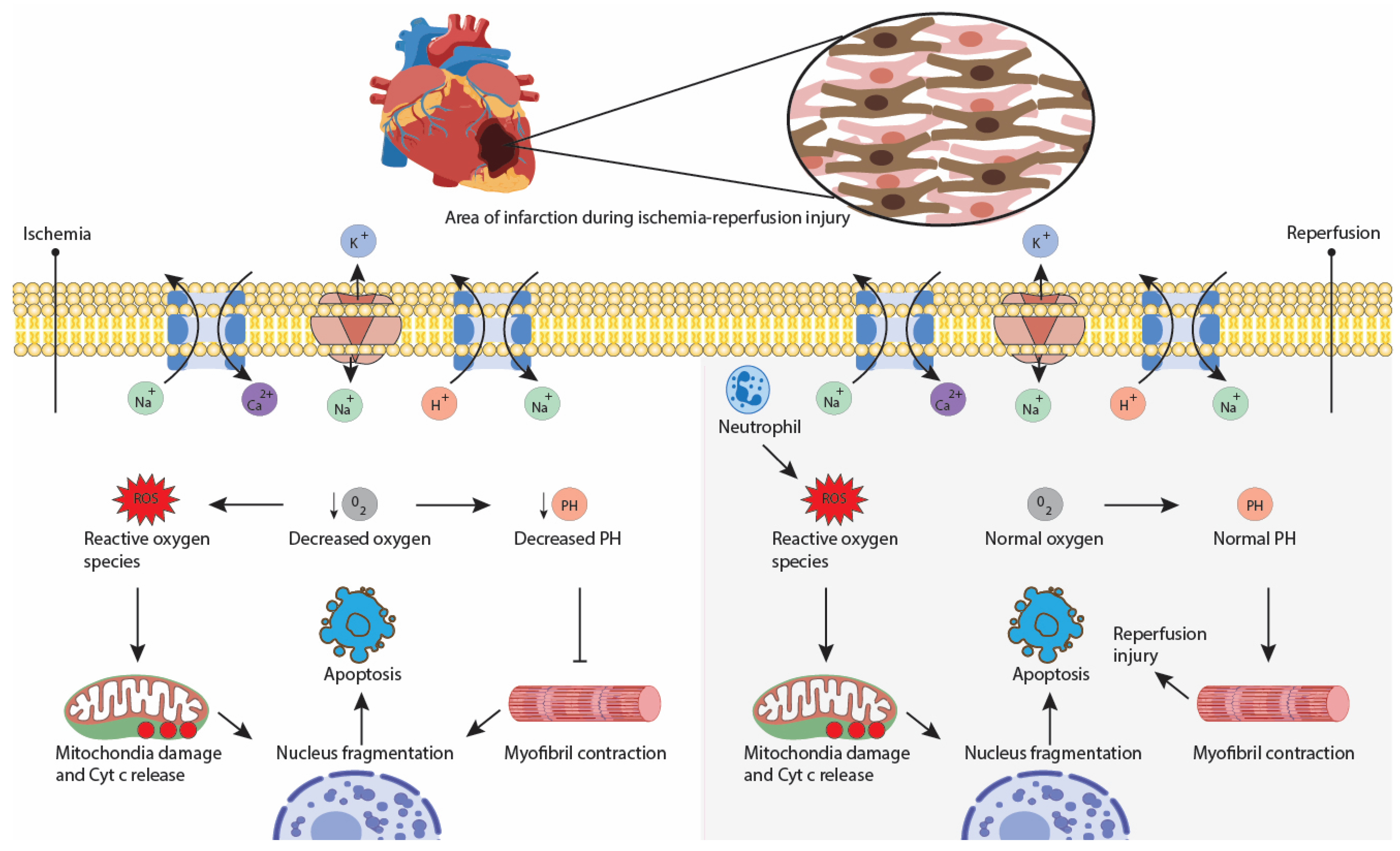 Healthcare 11 01094 g001