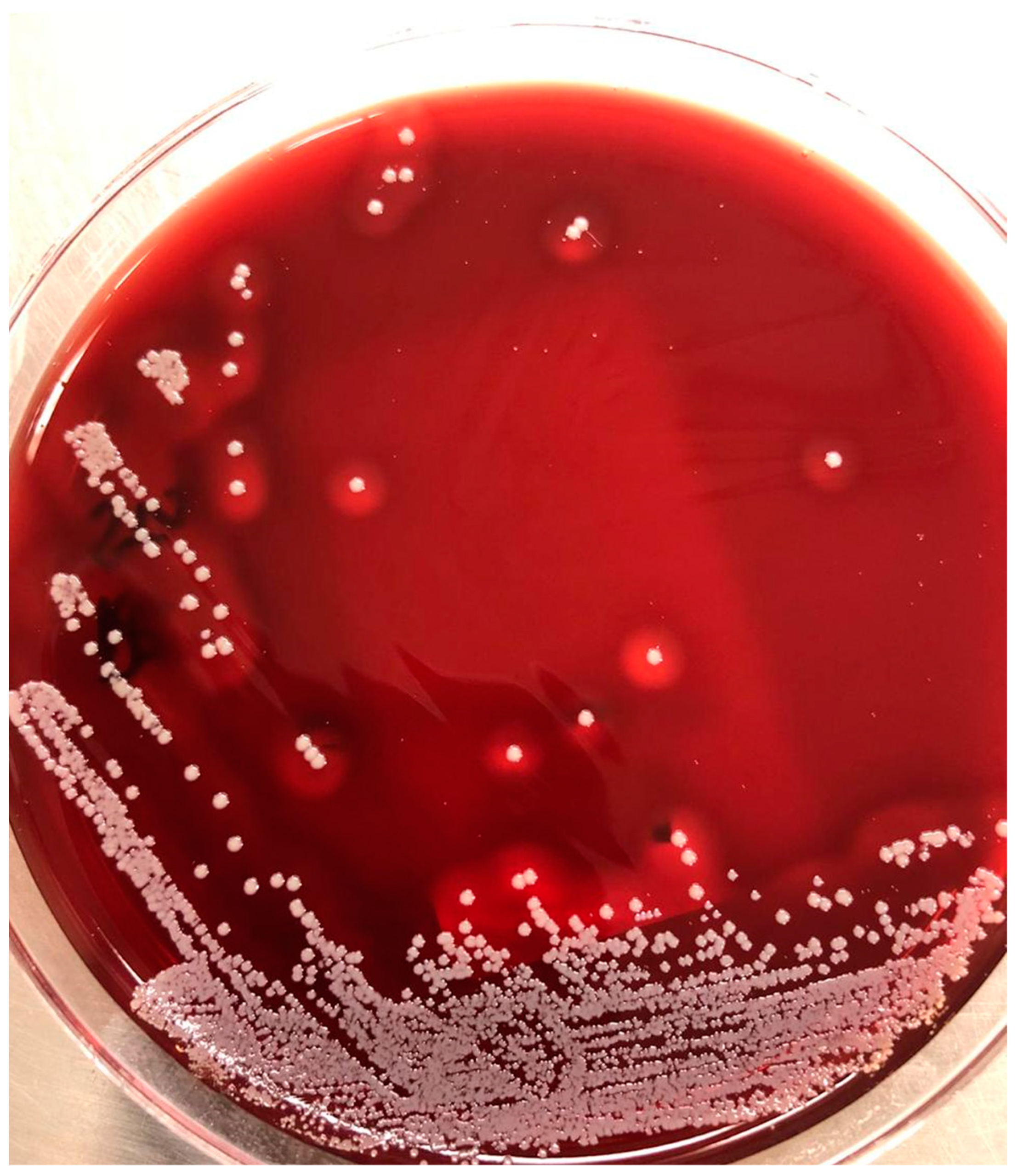 Healthcare 13 00245 g002 Healthcare 13 00245 g002