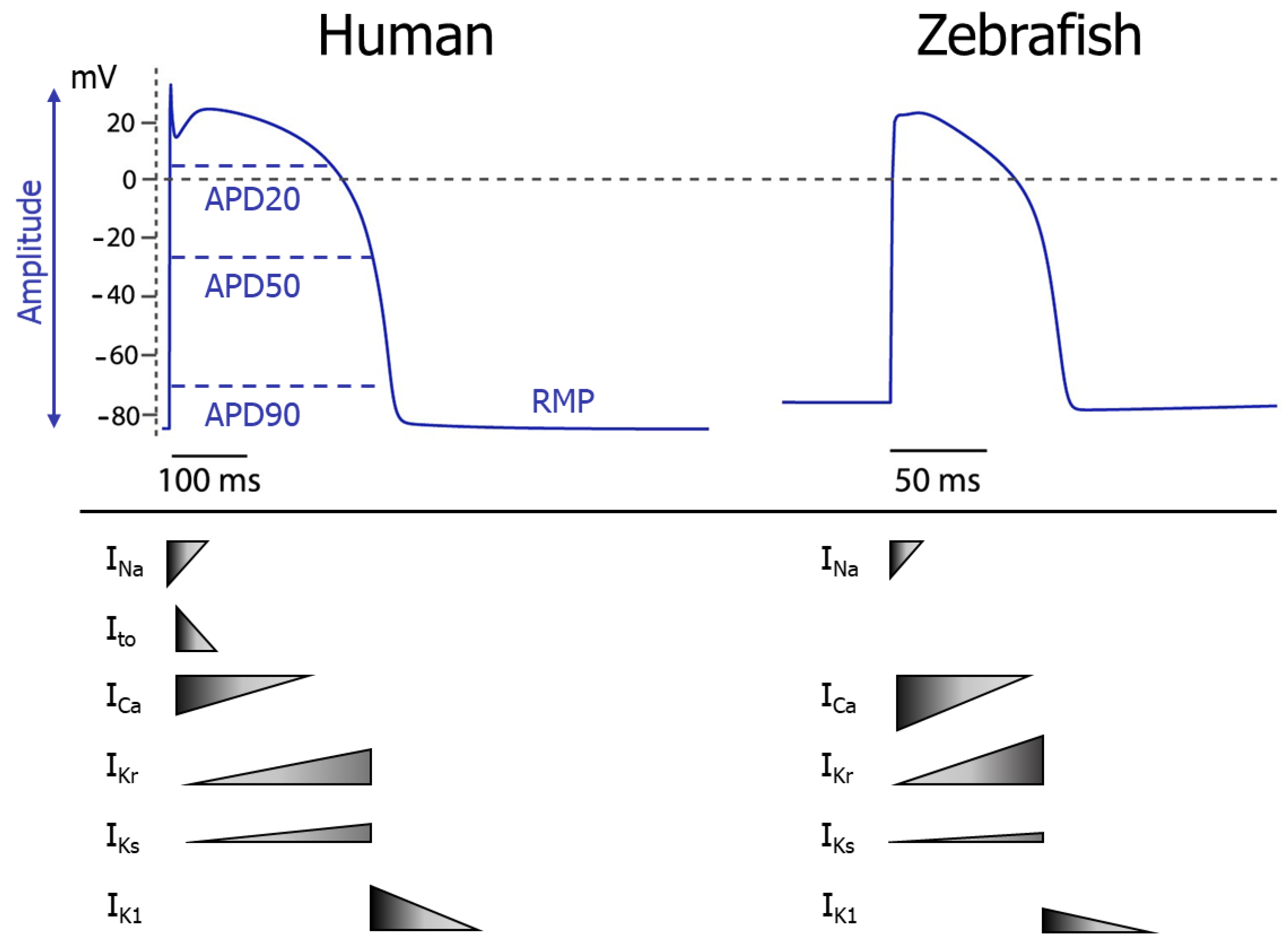 Hearts | Free Full-Text | Optical Mapping in hiPSC-CM and Zebrafish to  Resolve Cardiac Arrhythmias