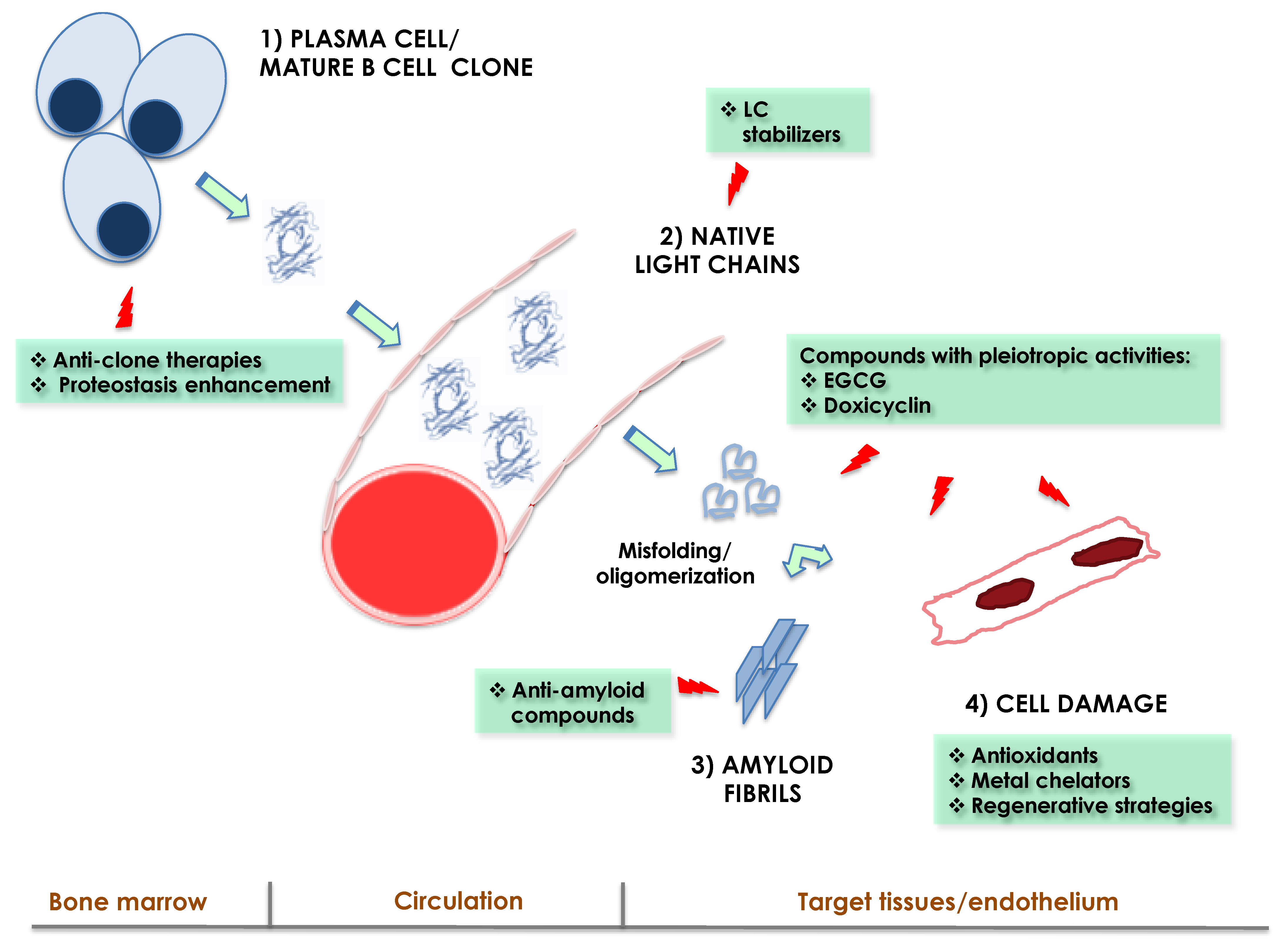 Hemato | Free Full-Text | Mechanisms of Organ Damage and Novel Treatment  Targets in AL Amyloidosis