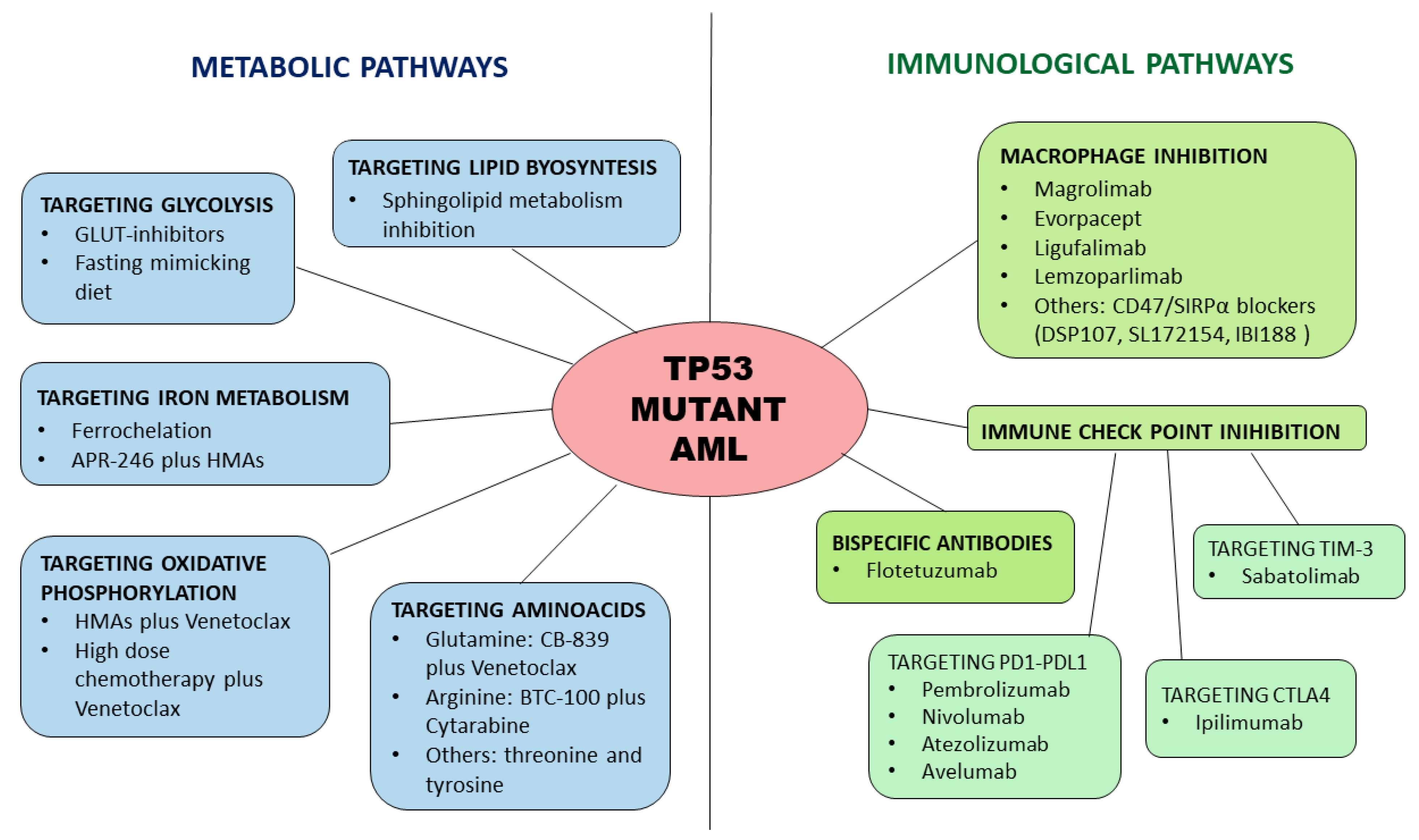 Hemato | Free Full-Text | TP53 Mutant Acute Myeloid Leukemia: The Immune  and Metabolic Perspective