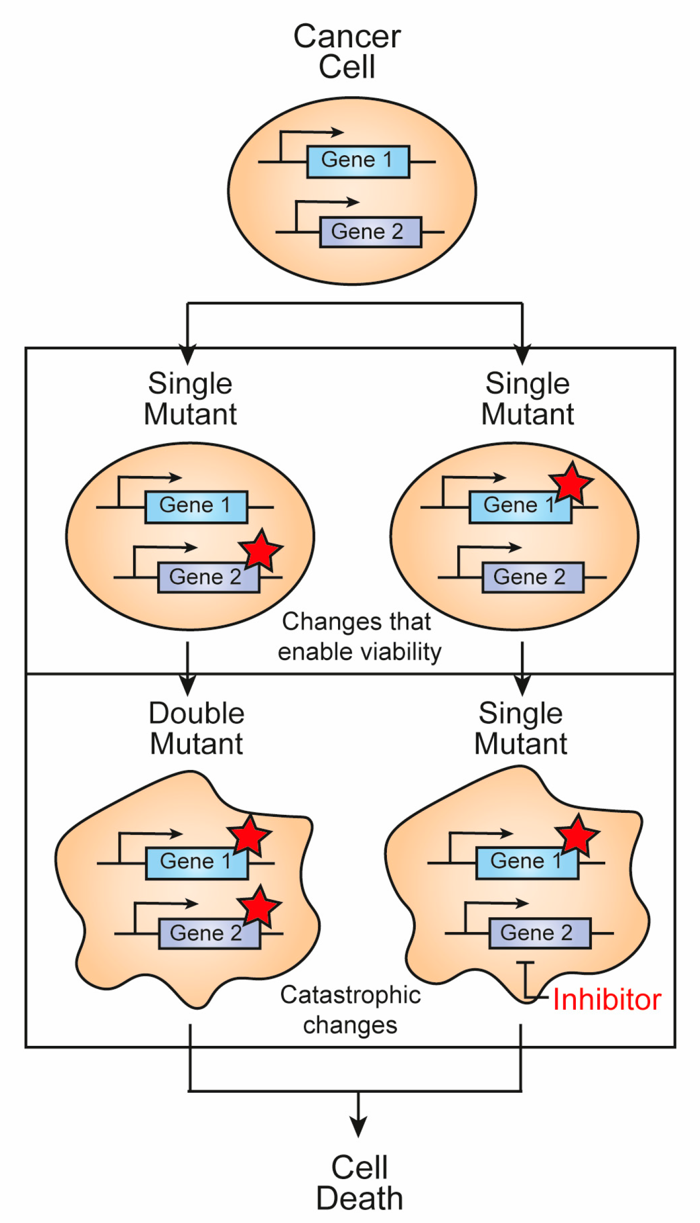 Hemato Free Full Text Synthetic Lethality Approaches in Acute