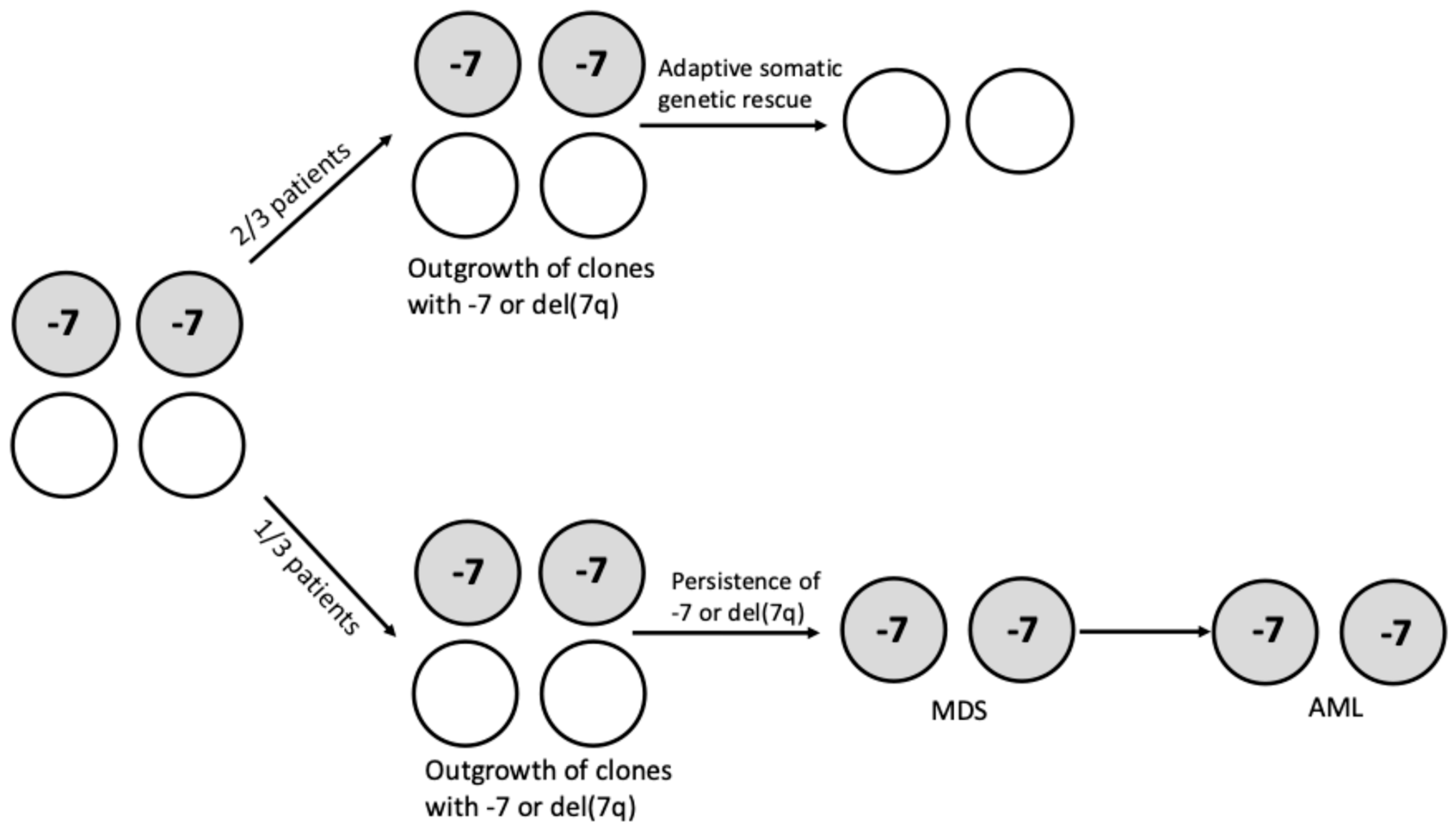Hemato 06 00034 g002 Hemato 06 00034 g002