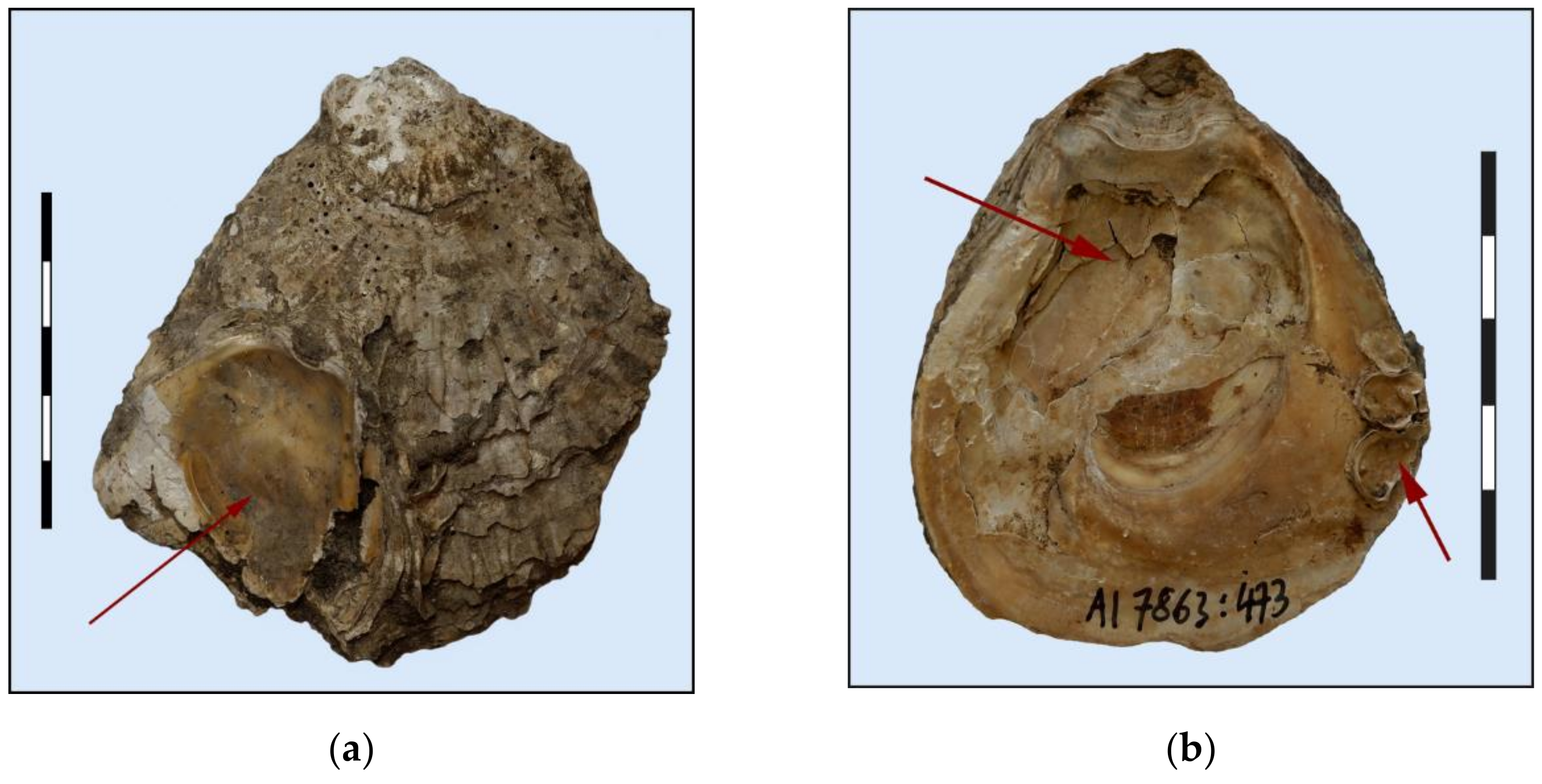 La Ostra plana europea, barro, ostra ostra comestible, Europäische Auster,  Austern, Muschelschale, Schale, Ostrea edulis, placa Huître Fotografía de  stock - Alamy