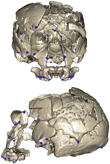 Crystal Skulls: Evolutionary tools for Healing & Higher Consciousness