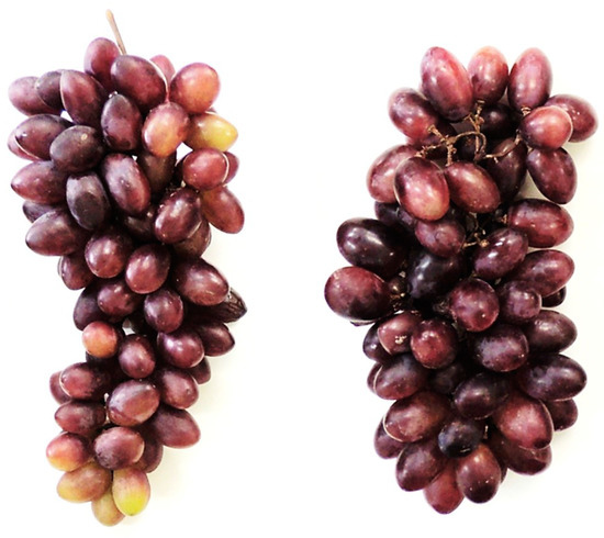 Horticulturae | Free Full-Text | Cold Storage and Biocontrol Agents to  Extend the Storage Period of 'BRS Isis' Seedless Table Grapes