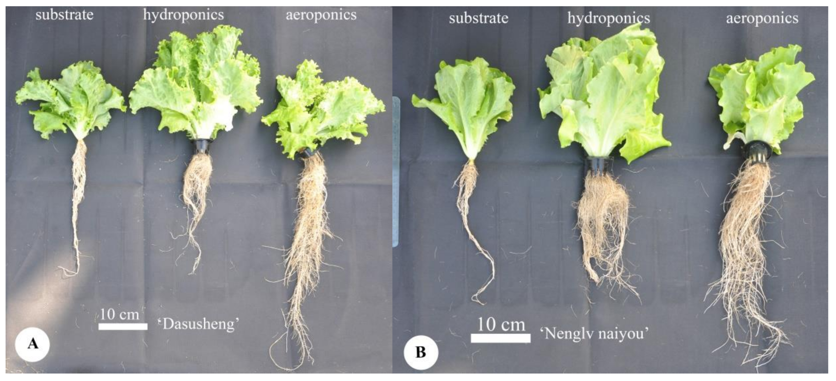 Horticulturae | Free Full-Text | Growth Responses and Root Characteristics  of Lettuce Grown in Aeroponics, Hydroponics, and Substrate Culture