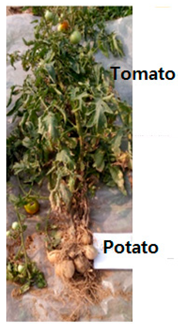 Horticulturae | Free Full-Text | Evaluation of Compatibility, Growth  Characteristics, and Yield of Tomato Grafted on Potato ('Pomato')