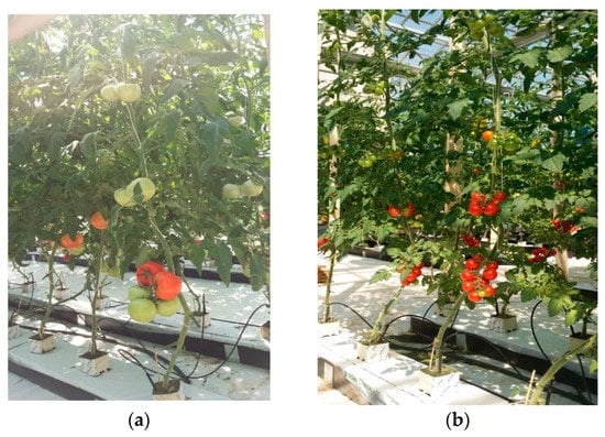 Horticulturae | Free Full-Text | Performance and Hydroponic Tomato