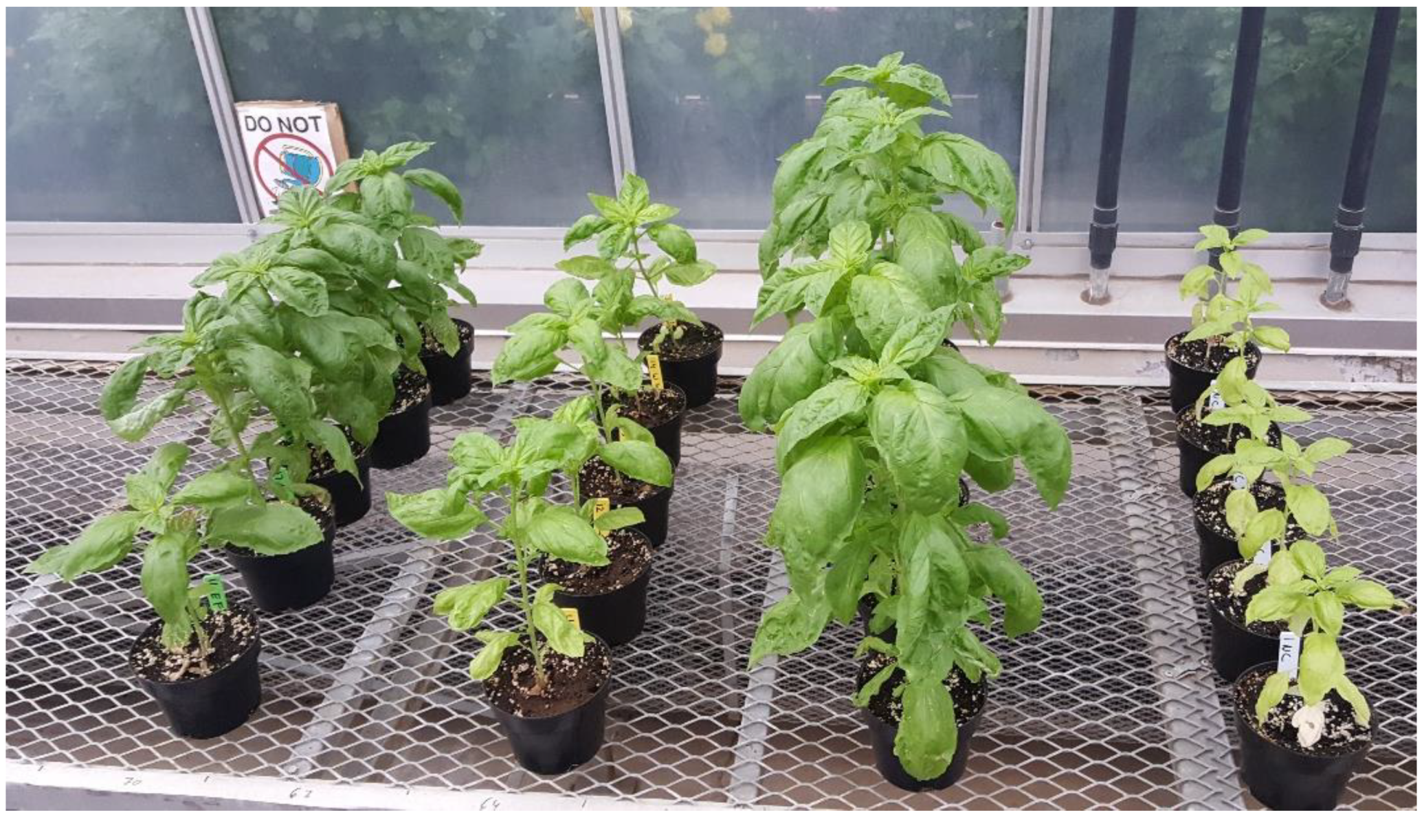 Horticulturae 05 00043 g003