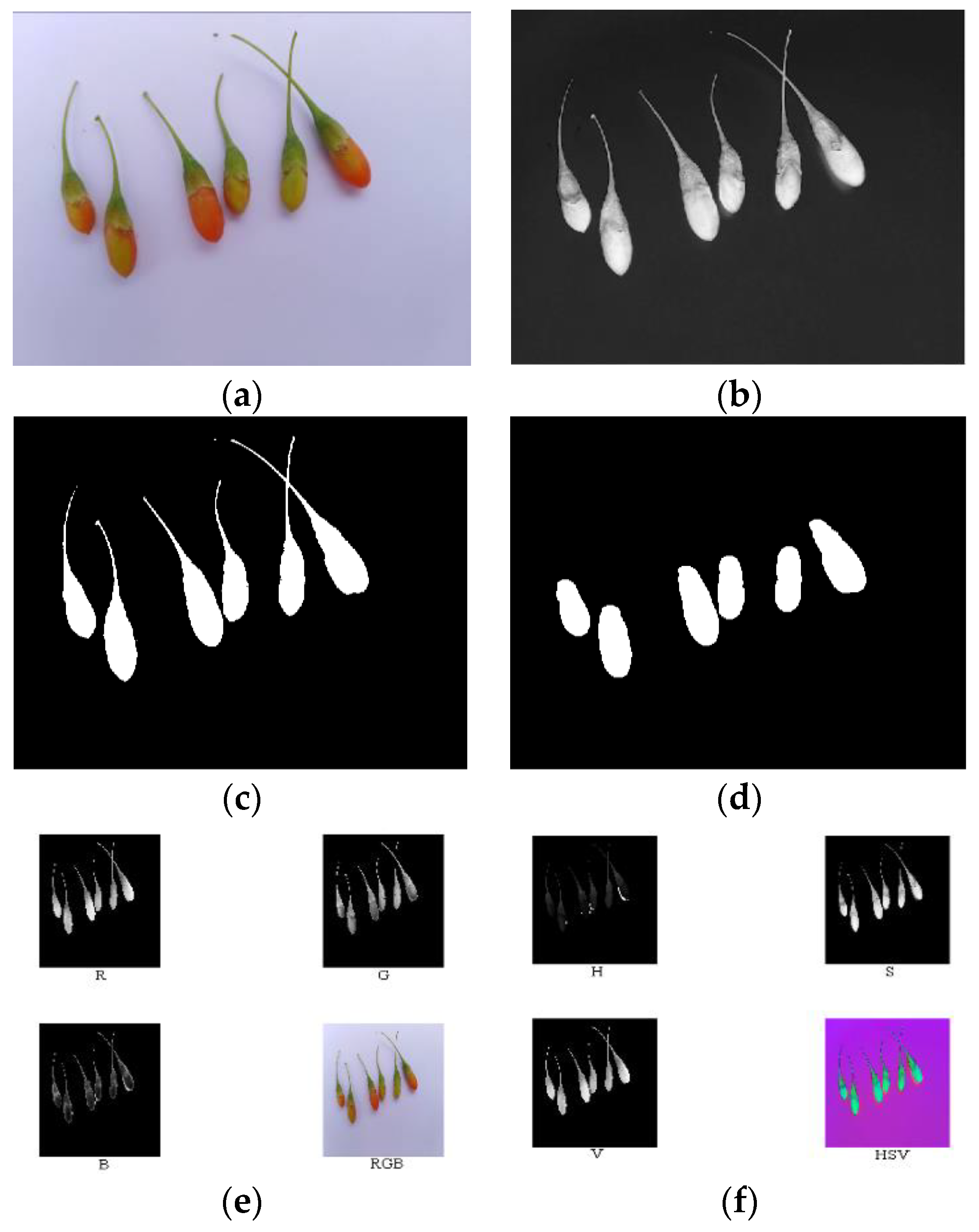 Horticulturae | Free Full-Text | Detecting Maturity in Fresh Lycium  barbarum L. Fruit Using Color Information