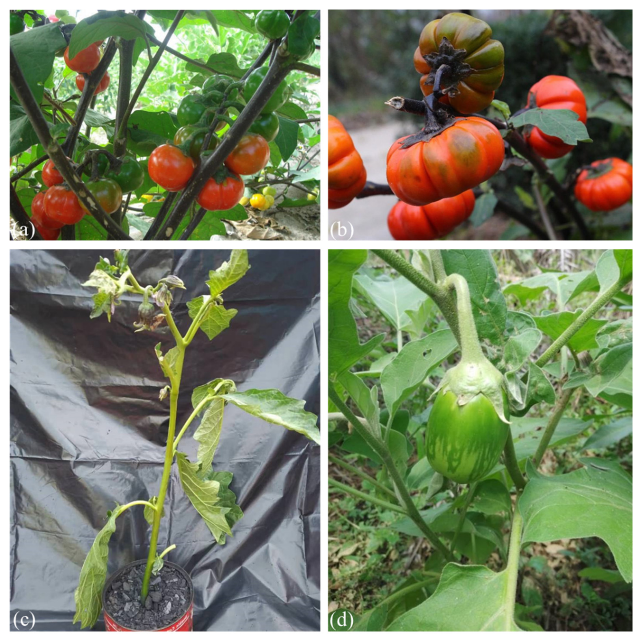 Diversity among accessions of scarlet eggplant complex (S. aethiopicum